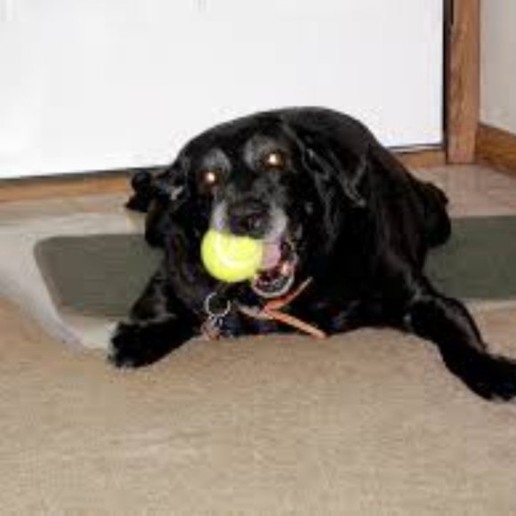 12 USED TENNIS BALLS - Clean - Great for Practice, Chairs, Desks, Great Dog Toys - Picture 3 of 7